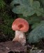 křemenáč krvavý (křemenáč dubový) (Houby), Leccinum aurantiacum (Fungi)